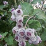 Лопух войлочный (Arctium tomentosum)