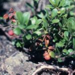 Толокнянка обыкновенная — цветки (Arctostaphylos uva-ursi)