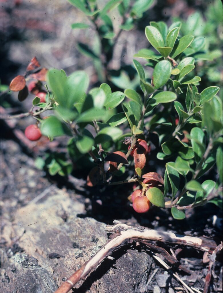 Толокнянка обыкновенная — цветки (Arctostaphylos uva-ursi)