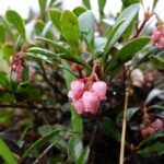 Толокнянка обыкновенная — лист (Arctostaphylos uva-ursi)