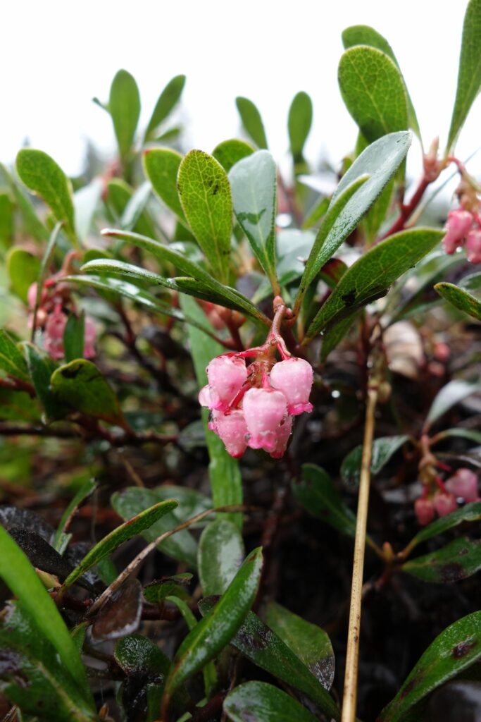 Толокнянка обыкновенная — лист (Arctostaphylos uva-ursi)