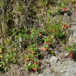 Толокнянка обыкновенная — плоды (Arctostaphylos uva-ursi)