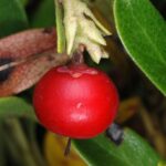 Толокнянка обыкновенная (Arctostaphylos uva-ursi)