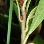 Толокнянка обыкновенная (Arctostaphylos uva-ursi)