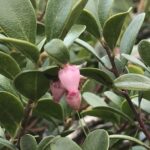 Толокнянка обыкновенная (Arctostaphylos uva-ursi)
