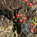 Толокнянка обыкновенная (Arctostaphylos uva-ursi)