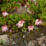 Толокнянка обыкновенная (Arctostaphylos uva-ursi)