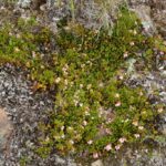 Толокнянка обыкновенная (Arctostaphylos uva-ursi)