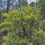 Толокнянка обыкновенная (Arctostaphylos uva-ursi)