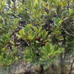 Толокнянка обыкновенная (Arctostaphylos uva-ursi)