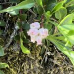 Толокнянка обыкновенная (Arctostaphylos uva-ursi)