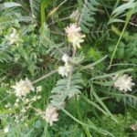 Астрагал шерстистоцветковый — общий вид (Astragalus dasyanthus)