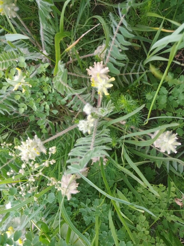 Астрагал шерстистоцветковый — общий вид (Astragalus dasyanthus)