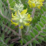 Астрагал шерстистоцветковый — цветки (Astragalus dasyanthus)