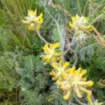 Астрагал шерстистоцветковый (Astragalus dasyanthus)