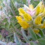 Астрагал шерстистоцветковый (Astragalus dasyanthus)