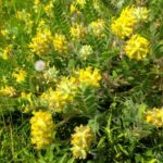 Астрагал шерстистоцветковый (Astragalus dasyanthus)