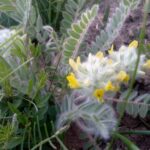 Астрагал шерстистоцветковый (Astragalus dasyanthus)