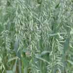 Овёс посевной — общий вид (Avena sativa)