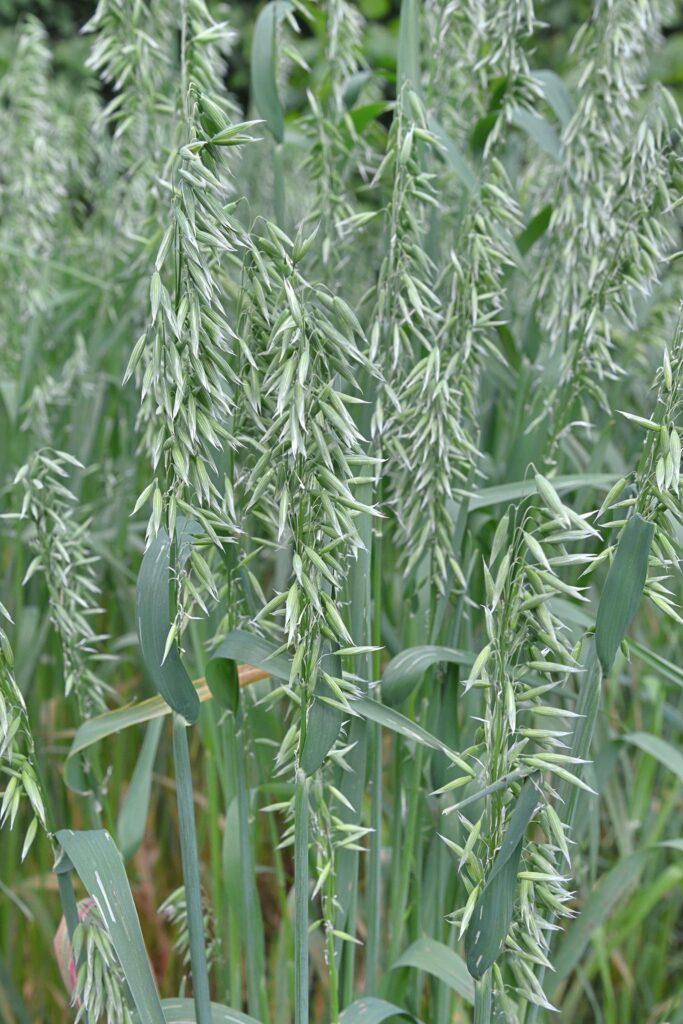 Овёс посевной — общий вид (Avena sativa)