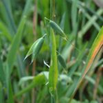 Овёс посевной — общий вид (Avena sativa)