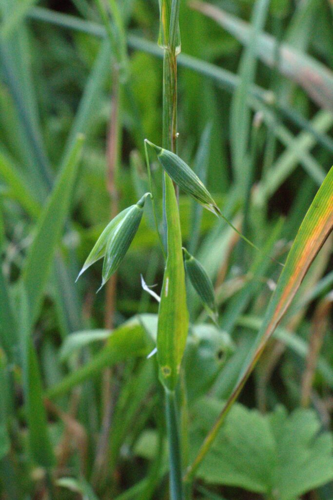 Овёс посевной — общий вид (Avena sativa)