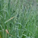 Овёс посевной — общий вид (Avena sativa)