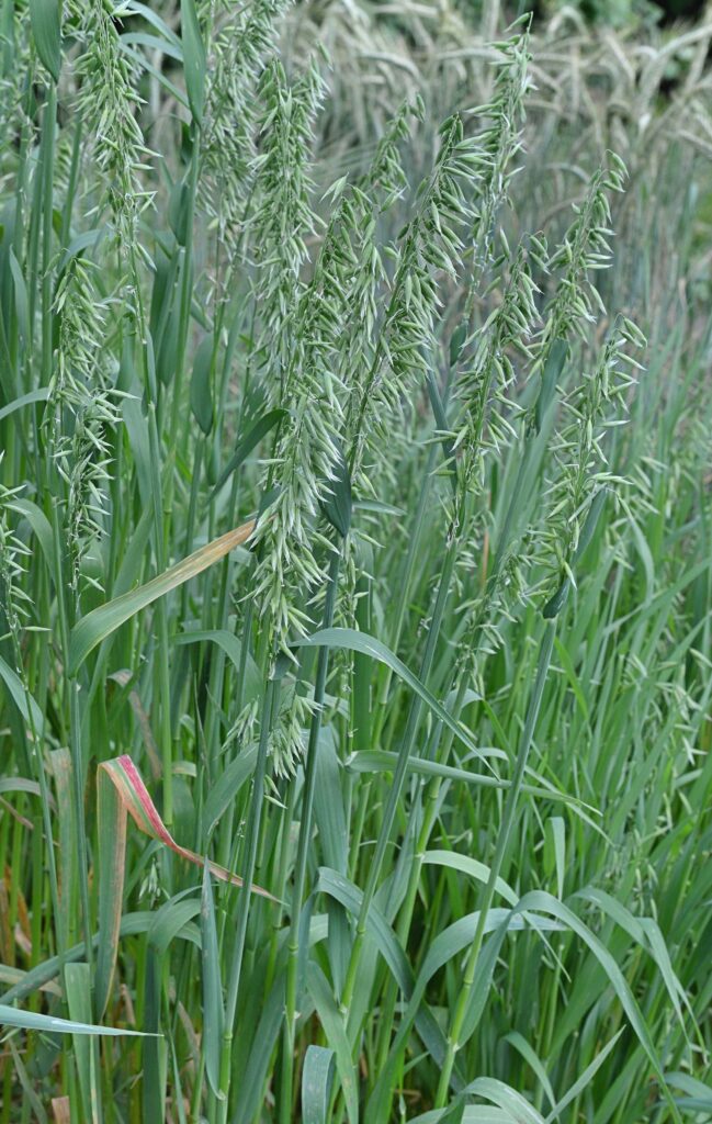 Овёс посевной — общий вид (Avena sativa)