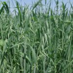 Овёс посевной — общий вид (Avena sativa)