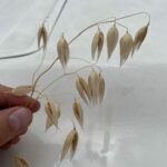 Овёс посевной (Avena sativa)