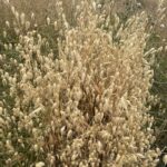 Овёс посевной (Avena sativa)