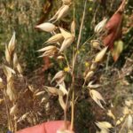 Овёс посевной (Avena sativa)