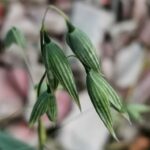 Овёс посевной (Avena sativa)