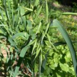 Овёс посевной (Avena sativa)