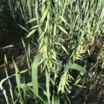 Овёс посевной (Avena sativa)