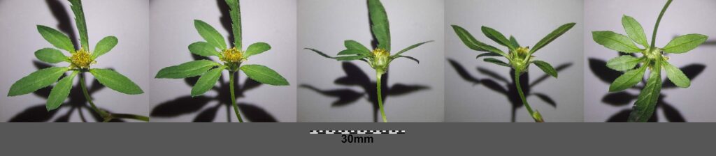 Череда трёхраздельная — цветки (Bidens tripartita)