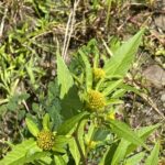 Череда трёхраздельная (Bidens tripartita)