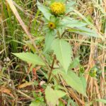 Череда трёхраздельная (Bidens tripartita)