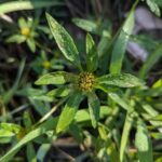 Череда трёхраздельная (Bidens tripartita)