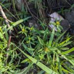 Череда трёхраздельная (Bidens tripartita)