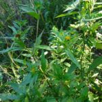 Череда трёхраздельная (Bidens tripartita)