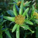 Череда трёхраздельная (Bidens tripartita)