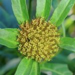 Череда трёхраздельная (Bidens tripartita)