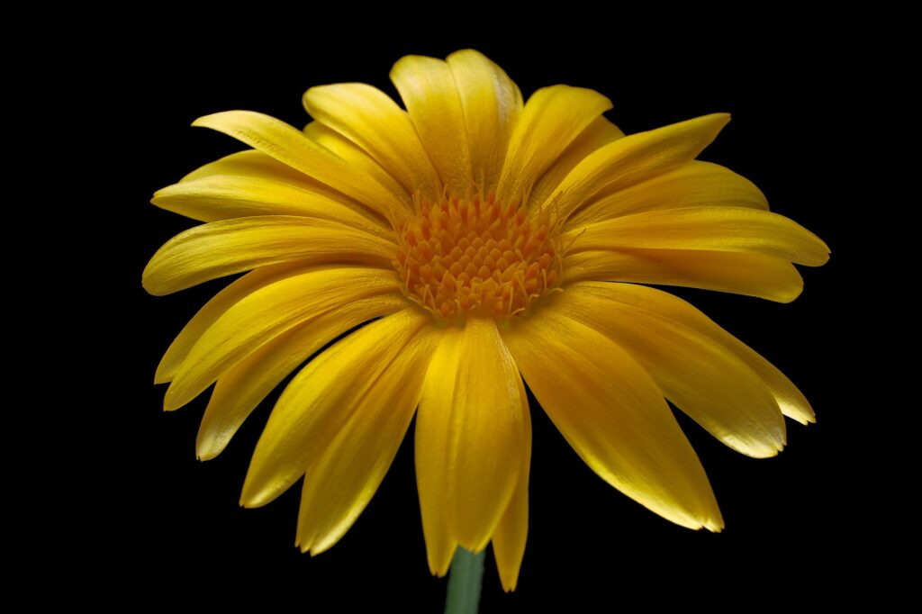 Календула лекарственная — общий вид (Calendula officinalis)