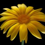 Календула лекарственная — общий вид (Calendula officinalis)