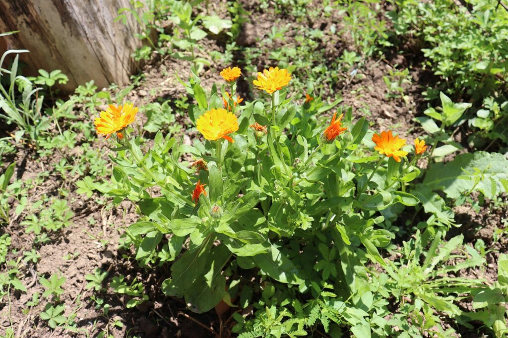 Календула лекарственная — общий вид (Calendula officinalis)