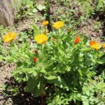 Календула лекарственная — общий вид (Calendula officinalis)