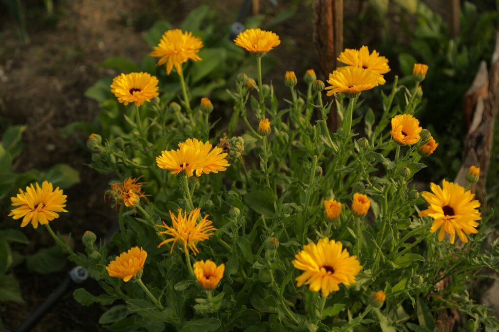 Календула лекарственная — цветки (Calendula officinalis)
