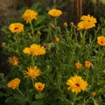 Календула лекарственная — цветки (Calendula officinalis)