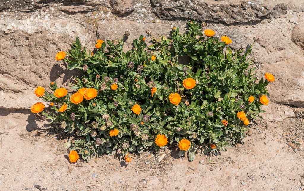 Календула лекарственная — общий вид (Calendula officinalis)